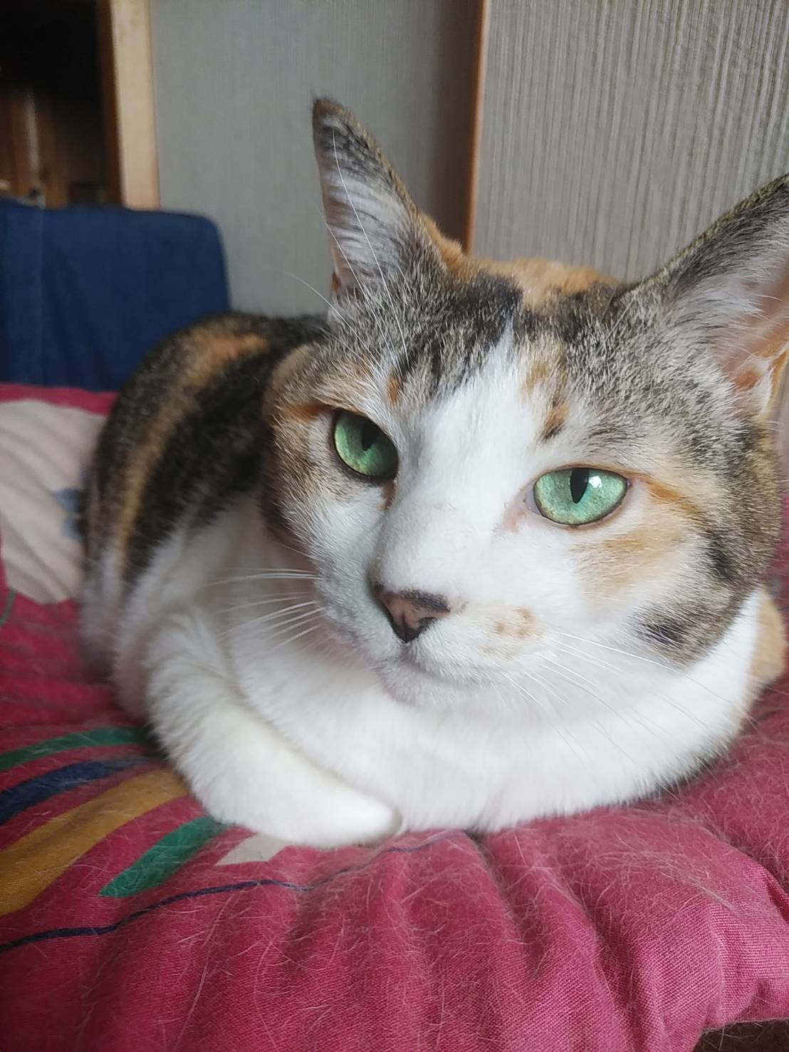 柴田　つぶらの画像